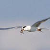 Forster's Tern